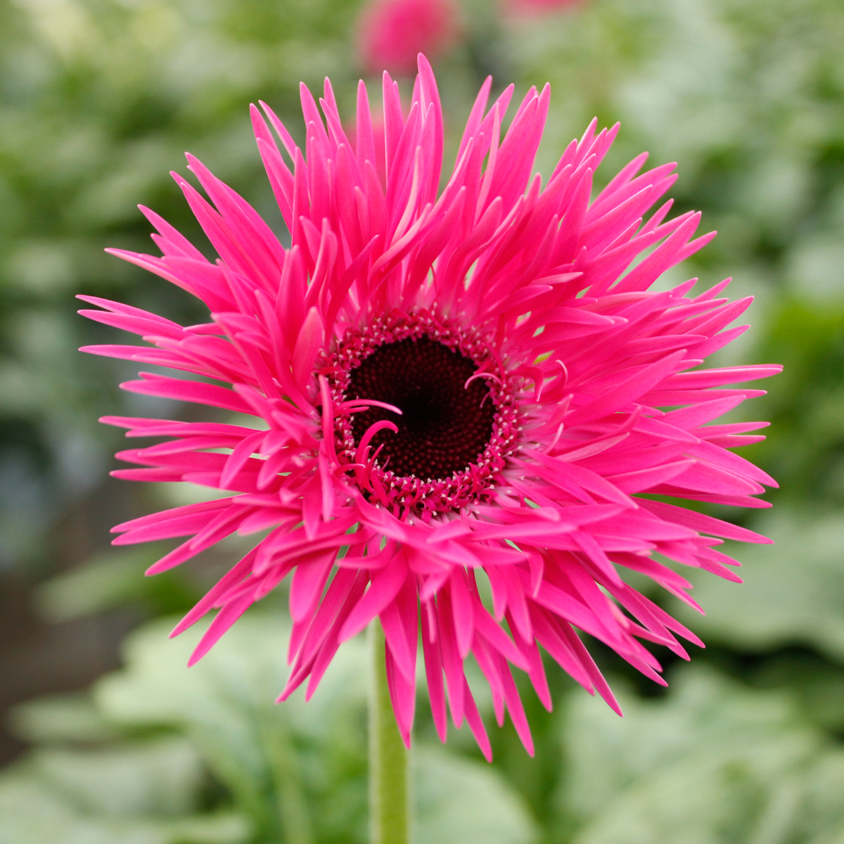生花】大輪ガーベラ レネゲード(スパイダー咲き・濃ピンク芯黒