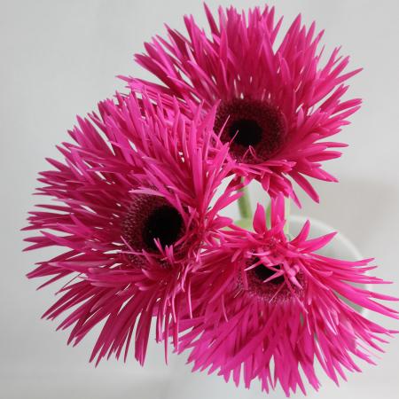 生花】大輪ガーベラ レネゲード(スパイダー咲き・濃ピンク芯黒