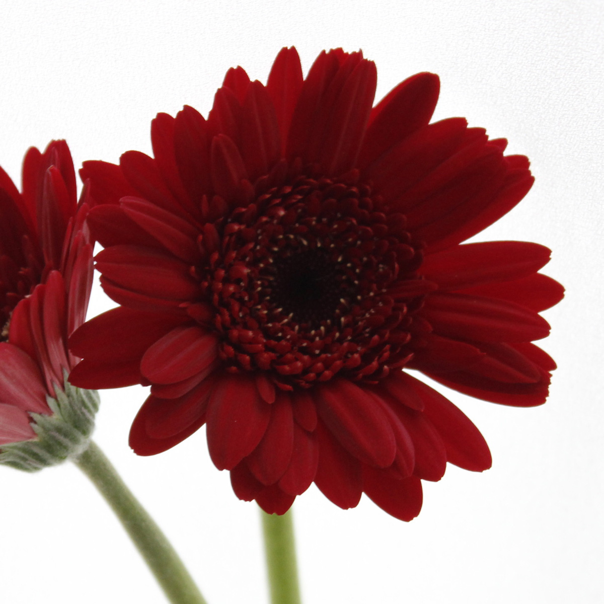 生花】【さぎやま】ガーベラ ザクロケーキ(ワインレッド)>12/11まで