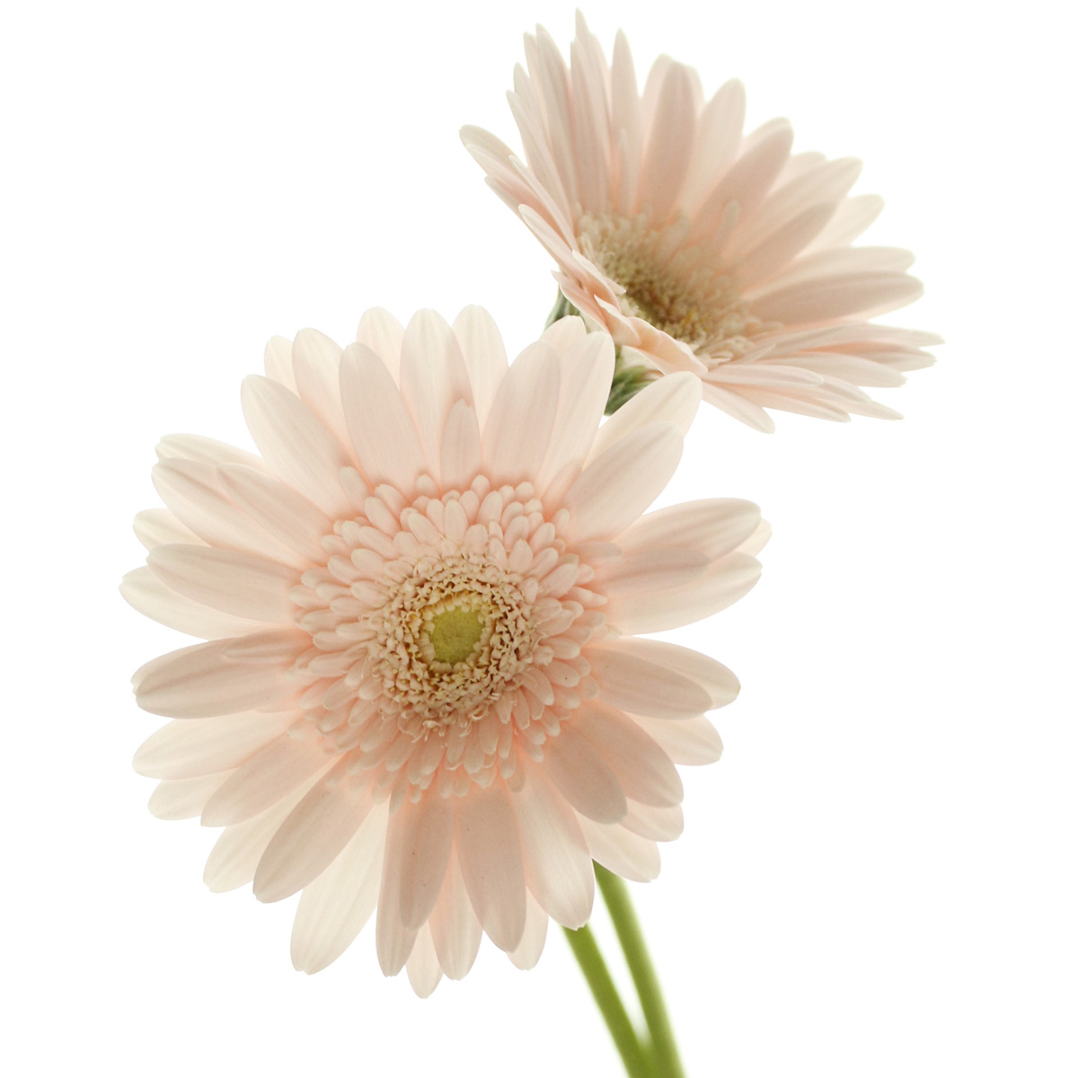 生花】【さぎやま】ガーベラ セレッソケーキ(淡いピンク芯白) - 花材