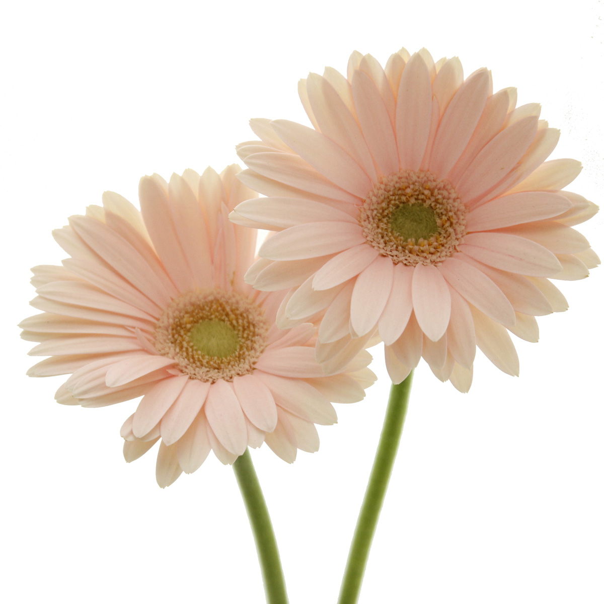 生花】【さぎやま】ガーベラ ピュアビューティ(ごく淡ピンク芯白) - 花