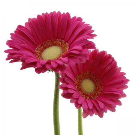 ガーベラ　2本セット 生花】ガーベラ プチチャント【オレンジ/60cm/静岡県】｜Flower Smith