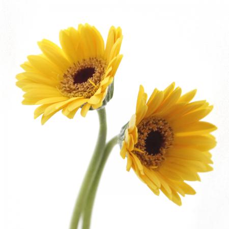 生花】【さぎやま】ガーベラ マイクロミニ ベルガモ(黄色)※入荷少 - 花