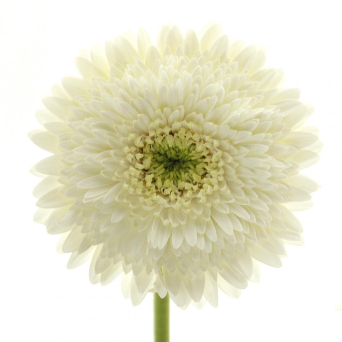 生花】【さぎやま】大輪ガーベラ ムーンキック(白八重) - 花材通販は