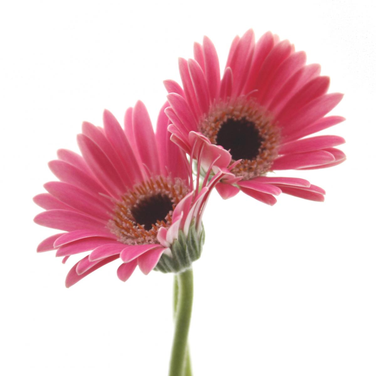 生花】【さぎやま】ガーベラ マイクロミニ サンレモ(ピンク)※入荷少