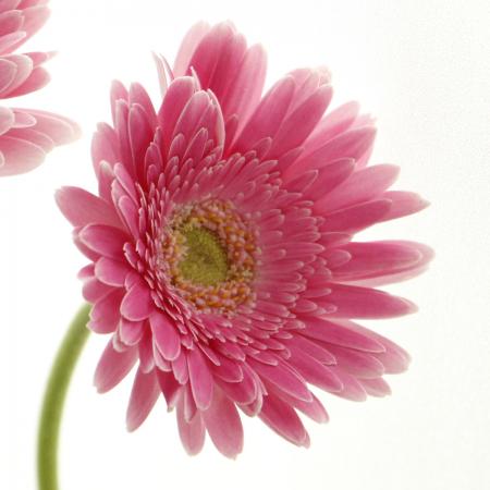 生花】【さぎやま】ガーベラ アンタス(ピンク半八重) - 花材通販はなど