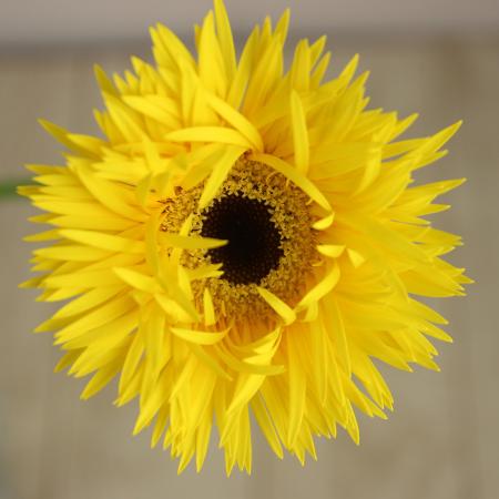 生花】【さぎやま】ガーベラ ケリド (スパーダー咲き 黄色 芯黒) - 花