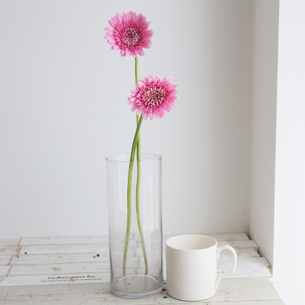 直前 ガーベラ フラウ フルダブル咲き ピンク芯緑 アドアーフローカ 通販 はなどんやアソシエ 直前 ガーベラ フラウ フルダブル咲き ピンク芯緑 アドアーフローカ 通販 はなどんやアソシエ