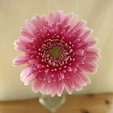 直前 ガーベラ フラウ フルダブル咲き ピンク芯緑 アドアーフローカ 通販 はなどんやアソシエ 直前 ガーベラ フラウ フルダブル咲き ピンク芯緑 アドアーフローカ 通販 はなどんやアソシエ