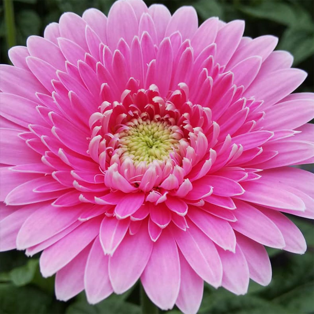 生花 ガーベラ フラウ フルダブル咲き ピンク芯緑 アドアーフローカ 早締切 74 通販 はなどんやアソシエ 生花 ガーベラ フラウ フルダブル咲き ピンク芯緑 アドアーフローカ 早締切 74 通販 はなどんやアソシエ