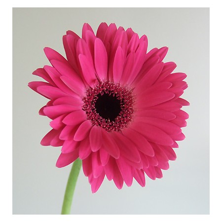 【直前!!】ガーベラ　トイズ(濃ピンク芯黒)