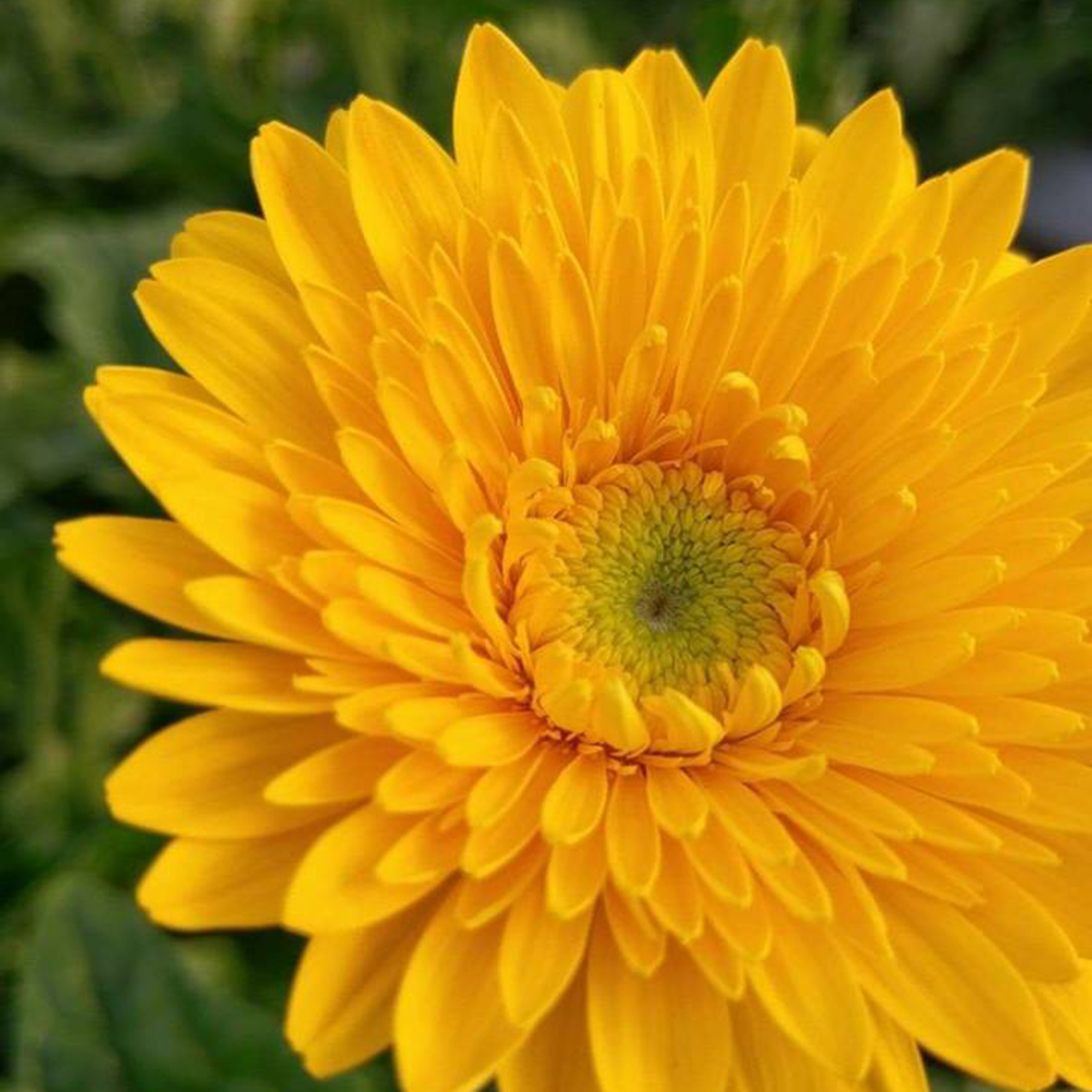 生花 ガーベラ リヒト イエロー芯緑 アドアーフローカ Or 84 通販 はなどんやアソシエ 生花 ガーベラ リヒト イエロー芯緑 アドアーフローカ Or 84 通販 はなどんやアソシエ