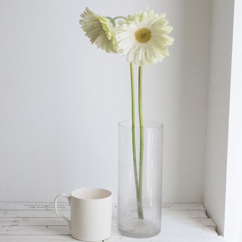 生花 大輪ガーベラ ブレイクダンス 白芯緑 アドアーフローカ Or 84 通販 はなどんやアソシエ 生花 大輪ガーベラ ブレイクダンス 白芯緑 アドアーフローカ Or 84 通販 はなどんやアソシエ