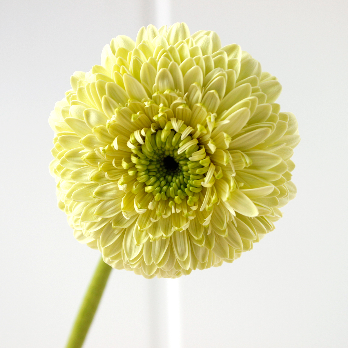 直前 ガーベラ ディビディビ ボンボン咲き グリーン Jaハイナン 生花 通販 はなどんやアソシエ 直前 ガーベラ ディビディビ ボンボン咲き グリーン Jaハイナン 生花 通販 はなどんやアソシエ