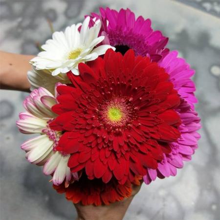 【生花】ガーベラ　小悪魔のクリスマスMix　 アドアーフローカ　【早締切-74】