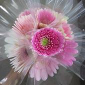 ガーベラ ミニガーベラの #マーメイドオーシャン 🧜‍♀️ . かわいく染まった