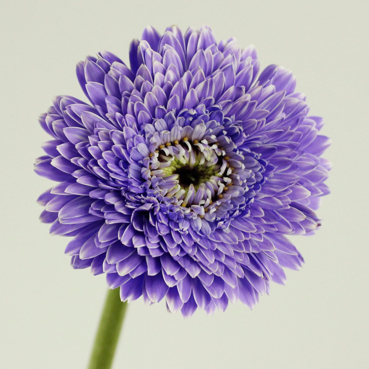 生花】ガーベラ ラベンダー(染め)【早締切-75】※染色加工商品です