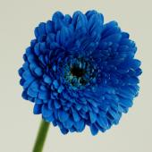 ※販売期間外※【直前!】ガーベラ ロイヤルブルー(染め)【生花】