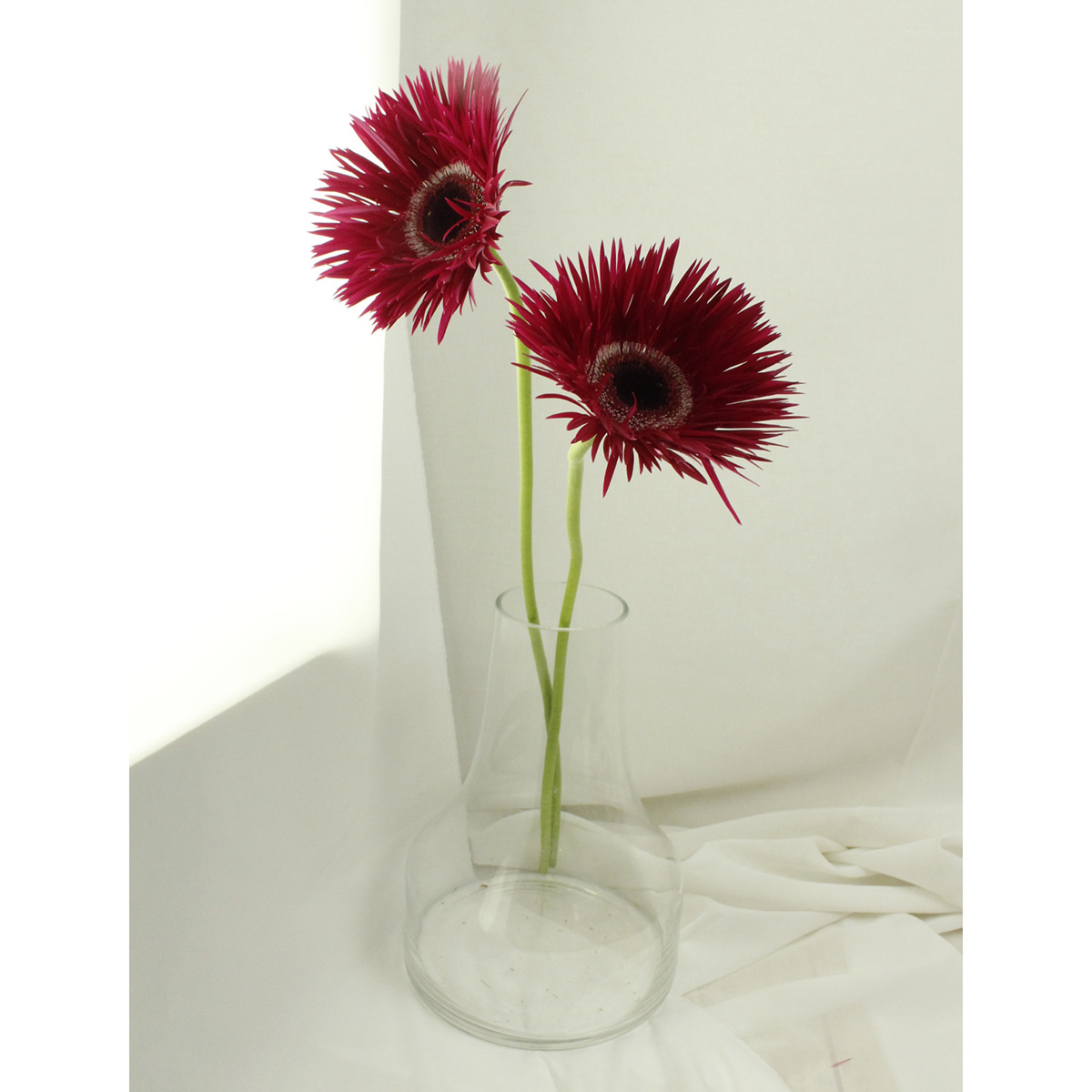 生花 さぎやま 大輪ガーベラ ヴィエラ 赤紫 スパイダー 通販 はなどんやアソシエ 生花 さぎやま 大輪ガーベラ ヴィエラ 赤紫 スパイダー 通販 はなどんやアソシエ