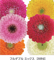 【生花】ガーベラ　フルダブルミックス JAとぴあ浜松 ※100本単位 【IT】
