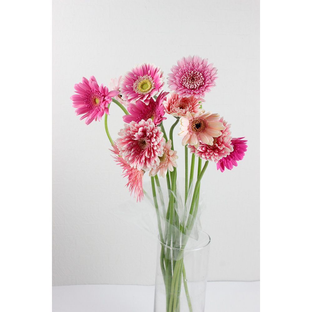 直前 ガーベラ ピンク ピンクmix アドアーフローカ Or 84 生花 通販 はなどんやアソシエ 直前 ガーベラ ピンク ピンクmix アドアーフローカ Or 84 生花 通販 はなどんやアソシエ