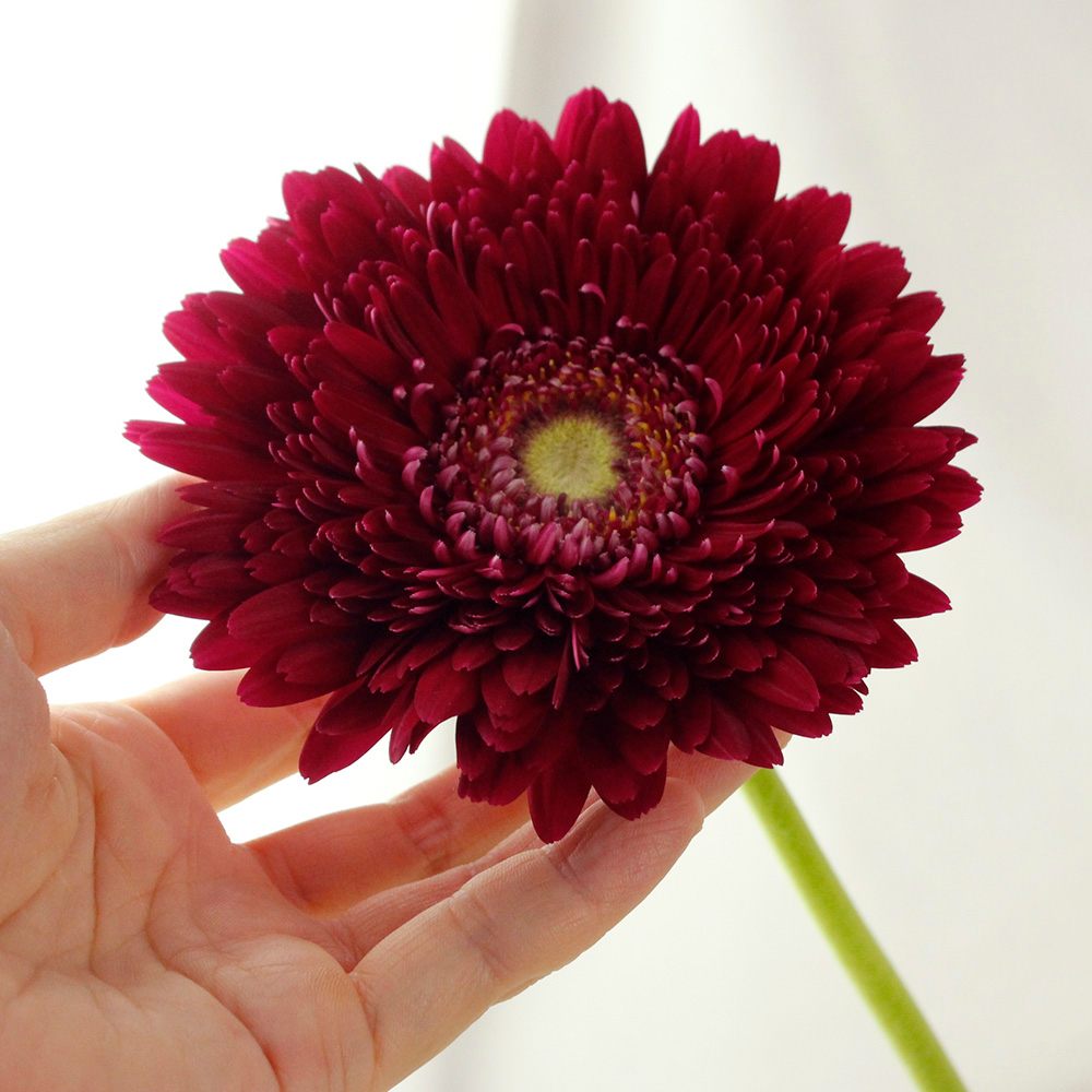 生花 さぎやま 大輪ガーベラ メンゾ 赤紫系 通販 はなどんやアソシエ 生花 さぎやま 大輪ガーベラ メンゾ 赤紫系 通販 はなどんやアソシエ