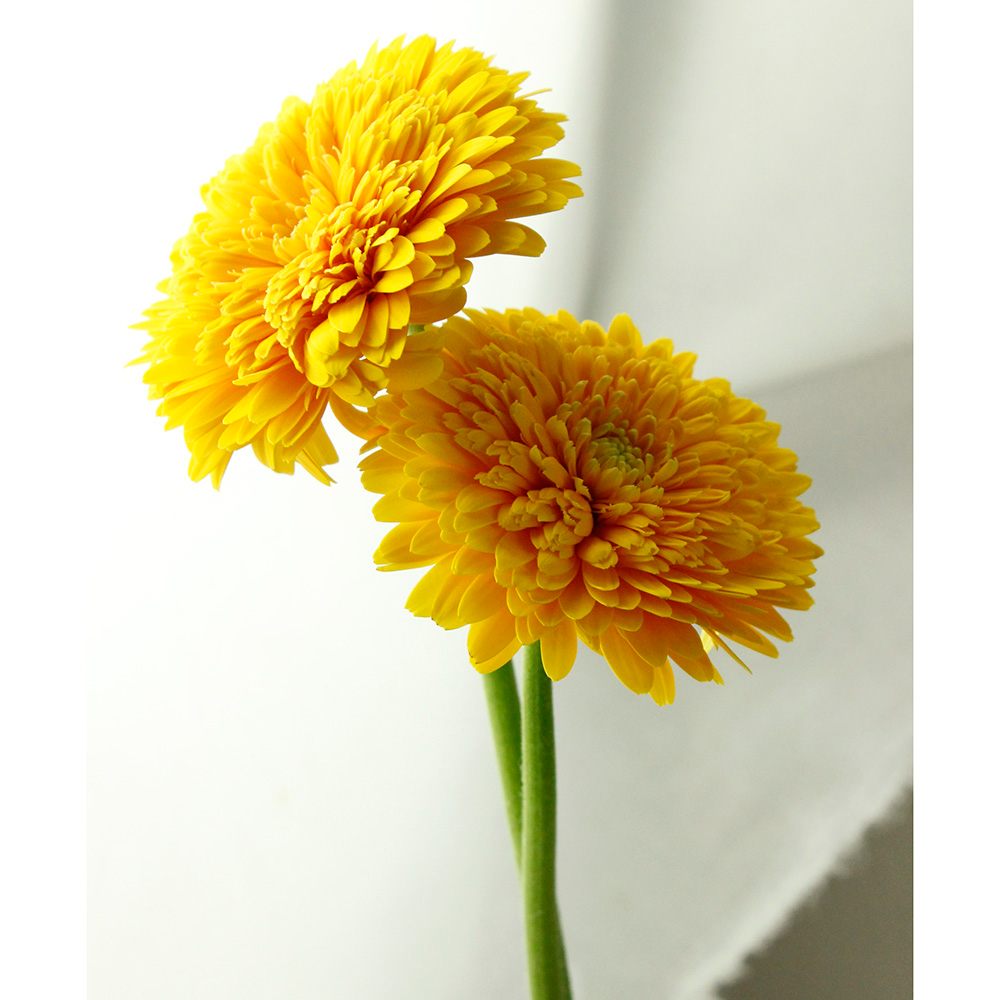 さぎやま ガーベラ マイクロミニ ダナダナ 黄色 八重 通販 はなどんやアソシエ さぎやま ガーベラ マイクロミニ ダナダナ 黄色 八重 通販 はなどんやアソシエ