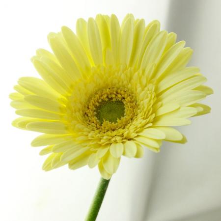 生花 さぎやま ガーベラ グリーンティ 淡黄色 芯白 通販 はなどんやアソシエ
