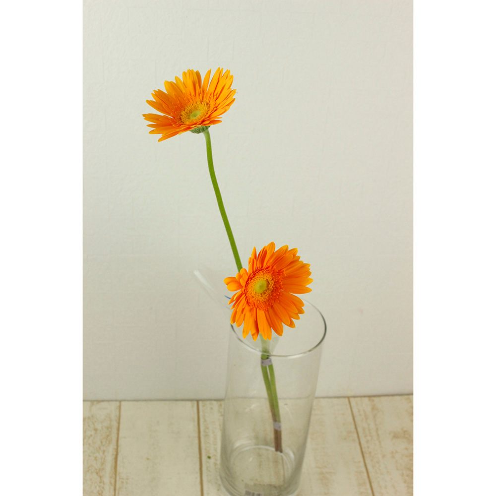 生花 さぎやま ガーベラ レアビー オレンジ 通販 はなどんやアソシエ 生花 さぎやま ガーベラ レアビー オレンジ 通販 はなどんやアソシエ
