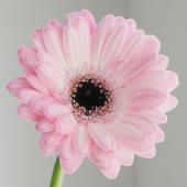 生花】【さぎやま】ガーベラ マルディーニ(淡ピンク芯黒)【FJ】 - 花材