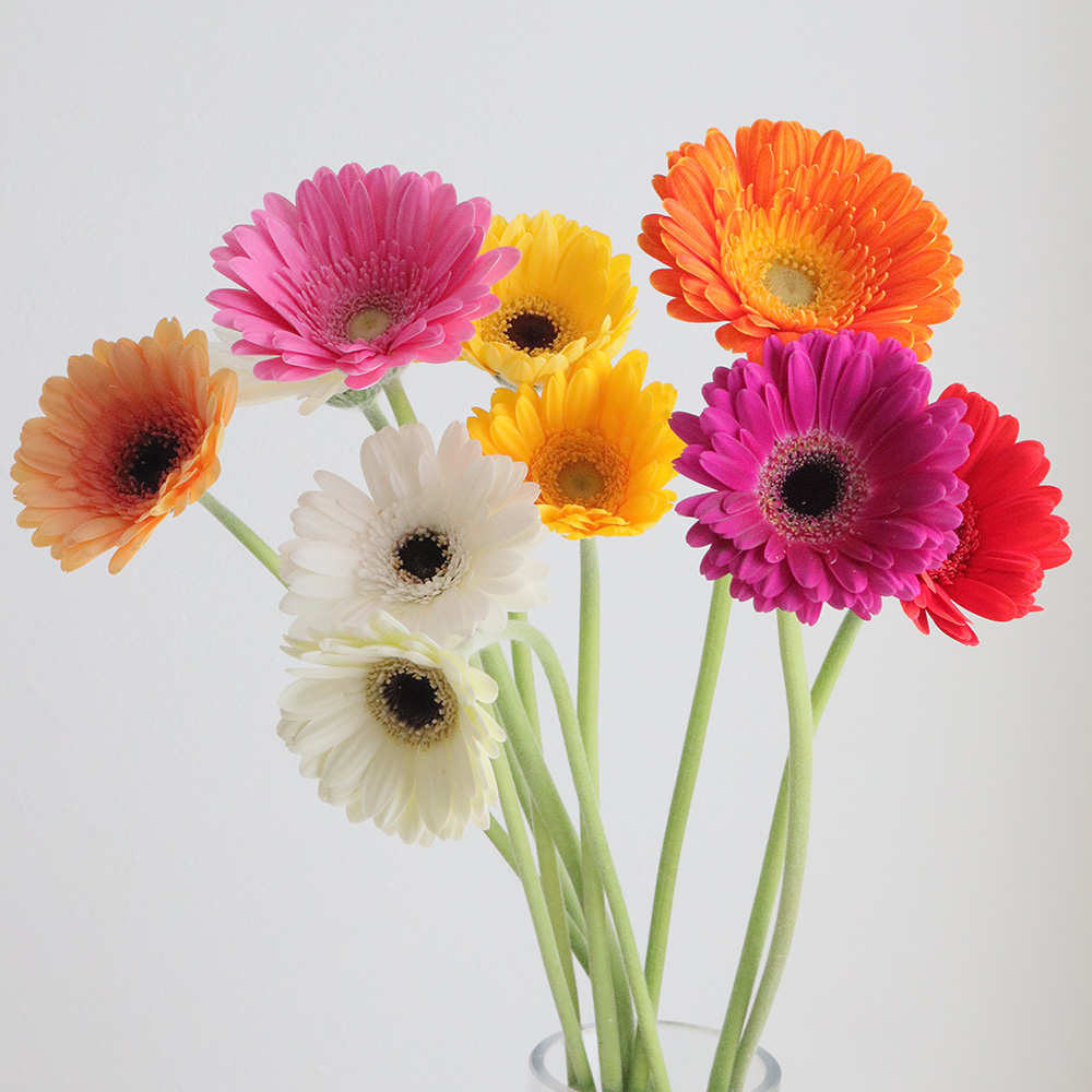 花パピエ エクストラパック 第52弾 恋♡乙女の聖戦 ｜ Z/X - Zillions of