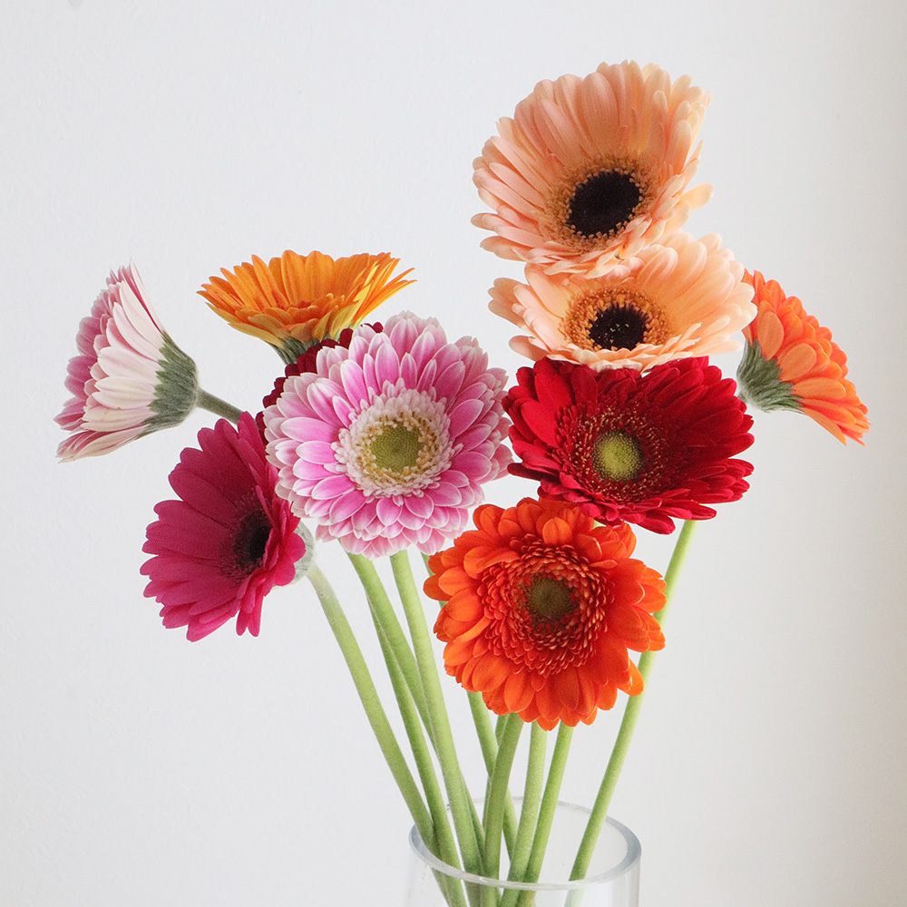 生花】【さぎやま】ガーベラ バラエティMix(ジェルミニふつうサイズ