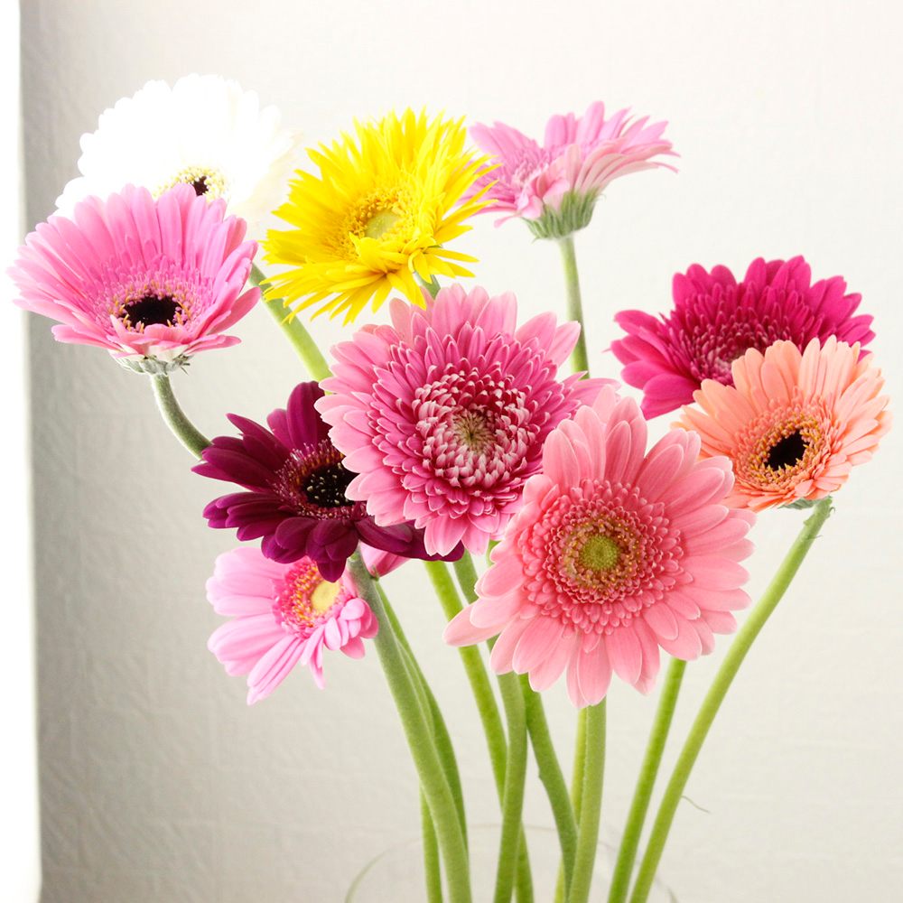 生花】【さぎやま】ガーベラ バラエティMix(ジェルミニふつうサイズ