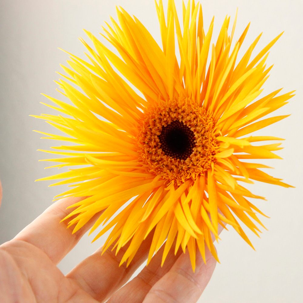 メキシコーラ　花芽付き 産地直送 ガーベラ 花束 ハロウィンミックス(15本) ／静岡 松下