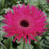 生花】ガーベラ スパークル(濃いピンク/スパイダー咲き