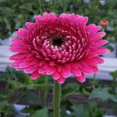 【専用】フラワーカービングなど カービング | LEVEL7