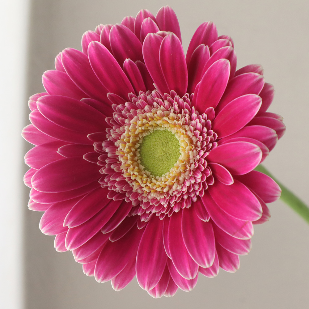 【専用】お花カービングとローゼンジ 専用】お花カービングとローゼンジ