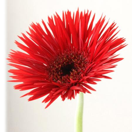 ガーベラ赤　　ご予約　　２本 ガーベラ赤 ご予約 2本