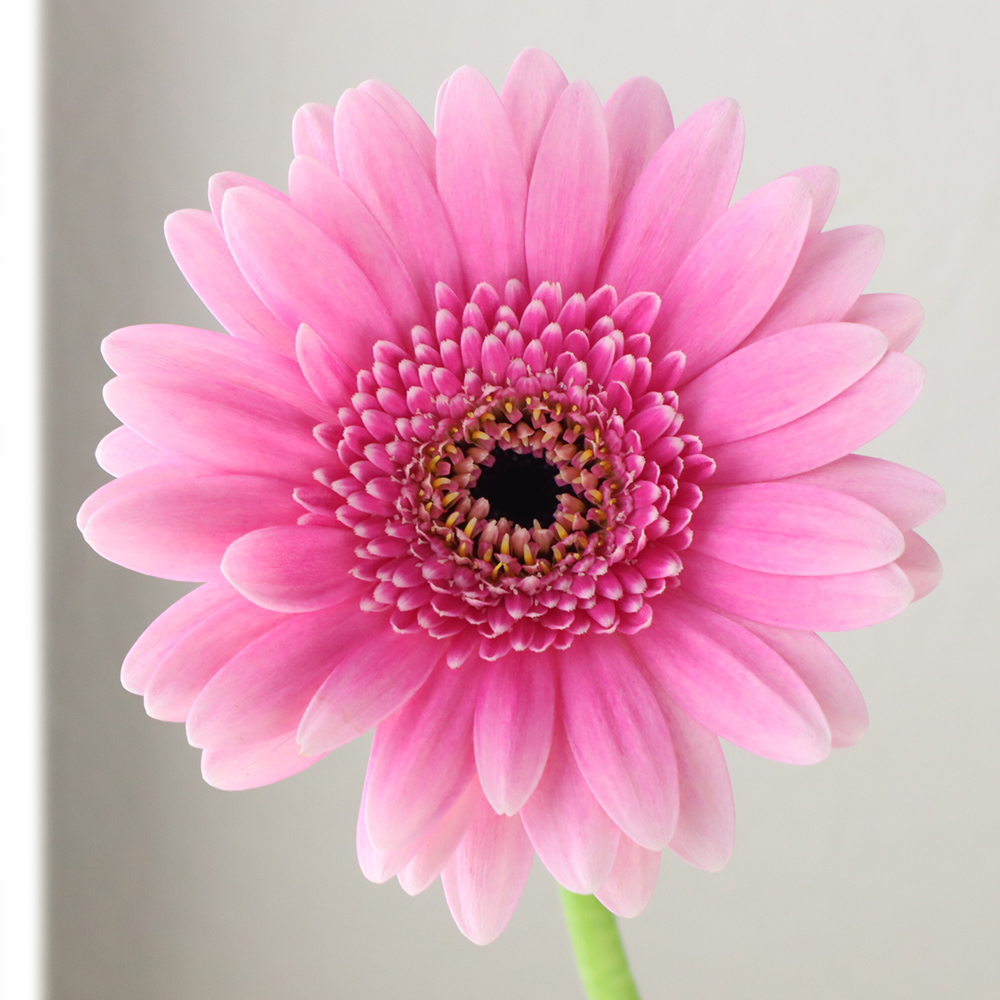 生花】【さぎやま】ガーベラ シルヴァ(ピンク/芯黒) - 花材通販はなど
