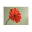 【生花】ボリューム販売!ガーベラ(オレンジ系)