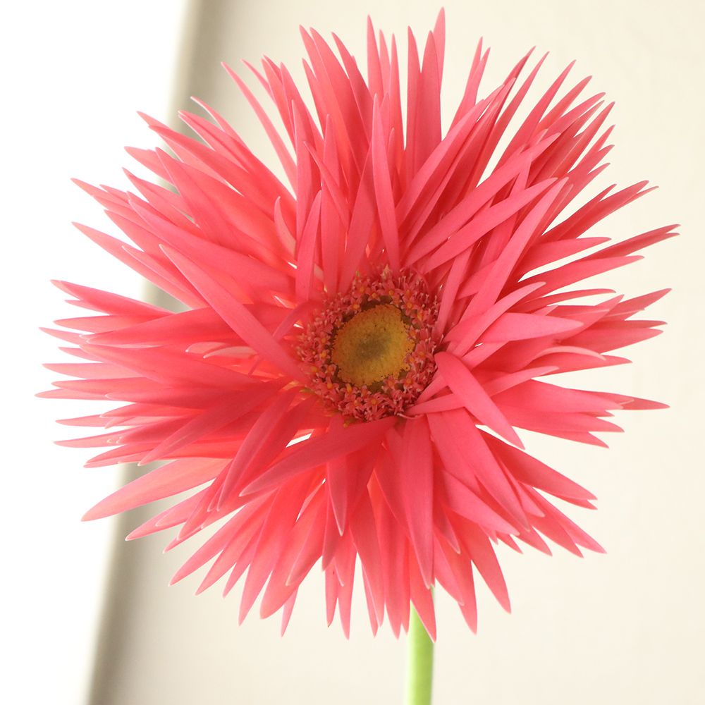 画像内容＋ピンク芯白8 ミオコフレ／安ピカッ／楽ッション フィットちゃんランドセル