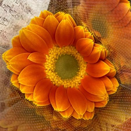 【生花】ガーベラ　ゴールデンタマリン　(オレンジ )
