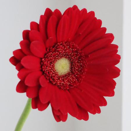 【生花】【さぎやま】ガーベラ　ポムケーキ(赤)無花粉【FJ】