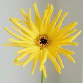 生花】【さぎやま】ガーベラ パスティーニ・ニコシア(黄色芯黒)【FJ