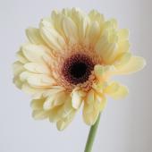 生花】大輪ガーベラ エクレア、セレブクリームなど(クリーム系芯黒