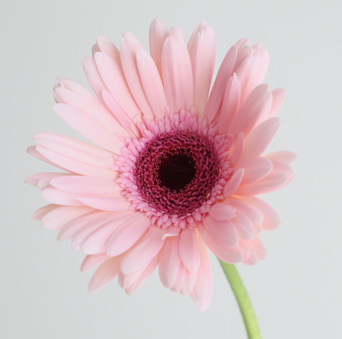 生花】ガーベラ マルケス(淡ピンク) - 花材通販はなどんやアソシエ