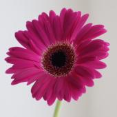 生花】【さぎやま】ガーベラ プラティニ(紫系・芯黒 )【FJ】 - 花材