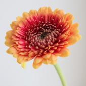 生花】【さぎやま】ガーベラ ビーカー(八重オレンジ系)※入荷少【FJ