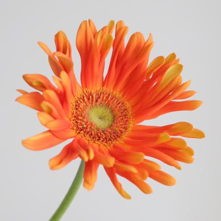 【生花】【さぎやま】ガーベラ　パスティーニ・マリナラ(オレンジ)【FJ】