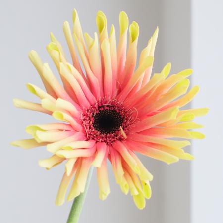 原種ガーベラ　ピンク(肌色)他 原種ガーベラ ピンク(肌色)他 kota_gerbera_pink_tubasa02.jpeg